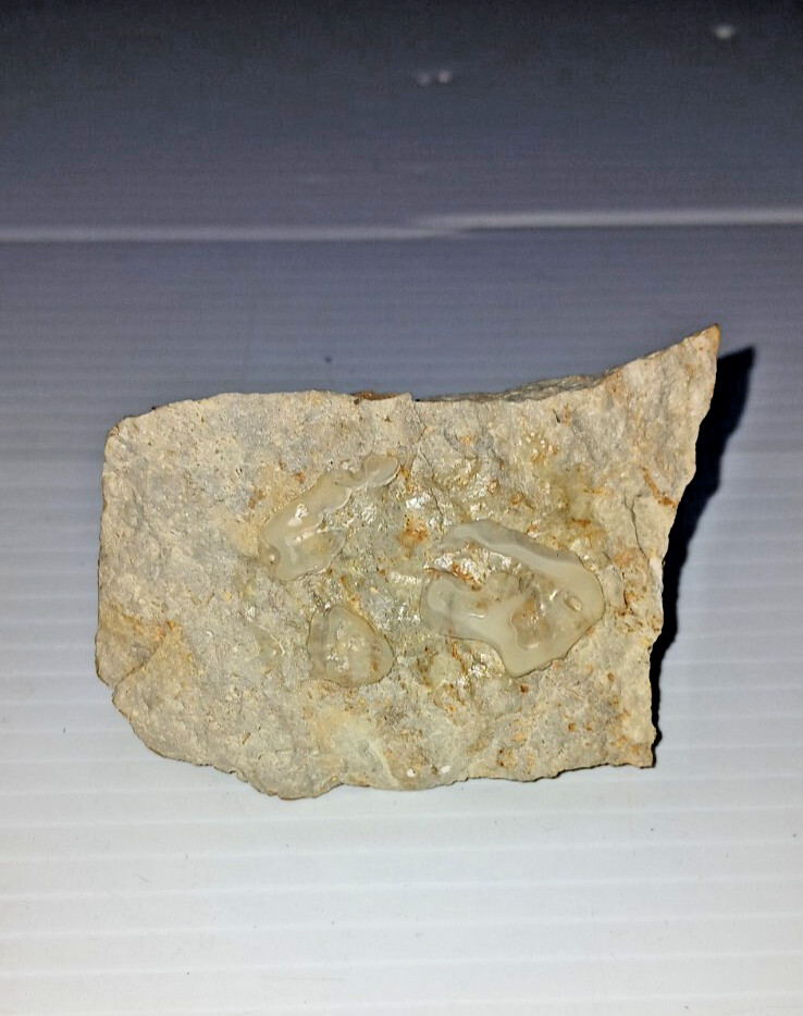 Trilobite Fossil