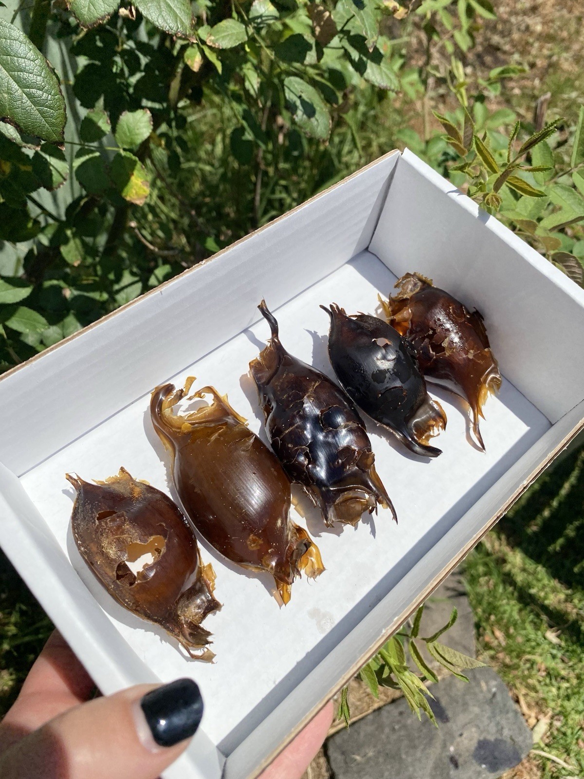 Mermaid Purse Shark Egg Case x5, Skate Shark Egg Case VIC (Lot 3)