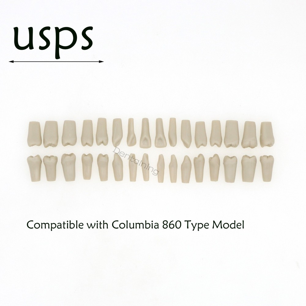 US Columbia Dentoform 860 Dental Study Model 32 Replace Teeth Mounting Pole