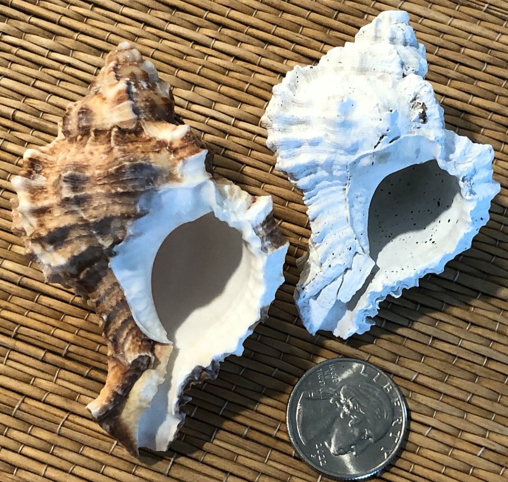 FOSSIL MURICIDAE JOINS CURRENT SEA SHELL - APPLE MUREX