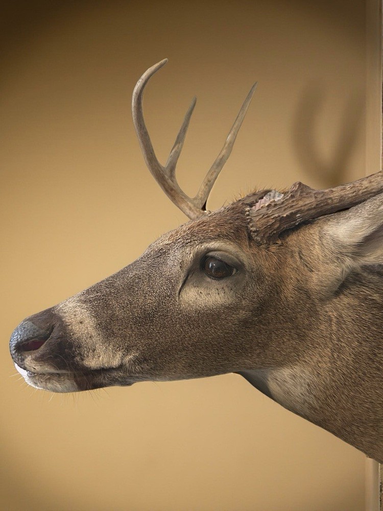 Deer Mount