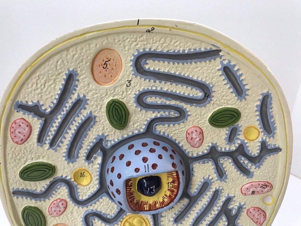 Eisco Labs Plant Cell Model Electron Microscope Structure Science Display Class