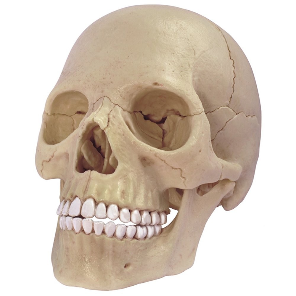 4D Master Human Anatomy Exploded Skull 3D Model/Puzzle