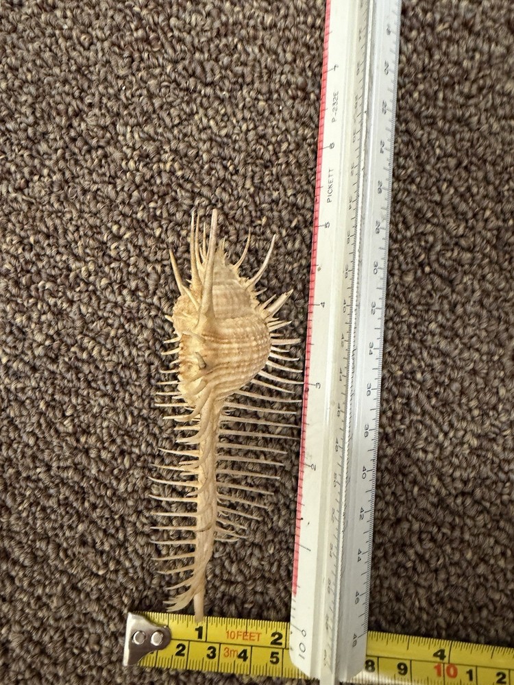 Venus Comb Murex Spiny Shell Long Spine Sea Shell Display Specimen