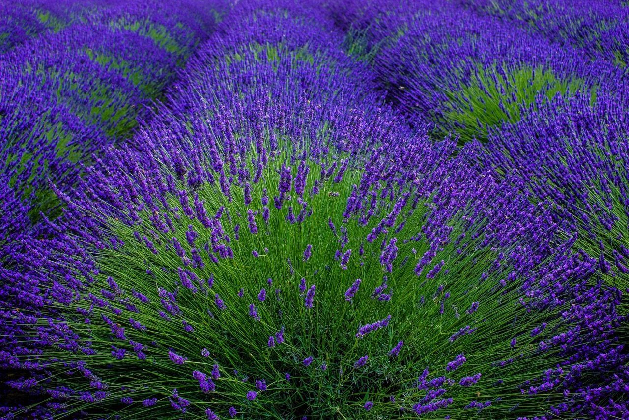 Lavender of Provence organic bulk French flower buds 1 4 8 10 16 lb oz FREE SH