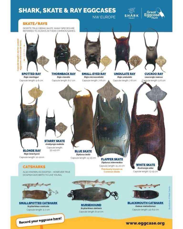 Mermaid Purse Shark Egg Case x5, Skate Shark Egg Case VIC (Lot 1)