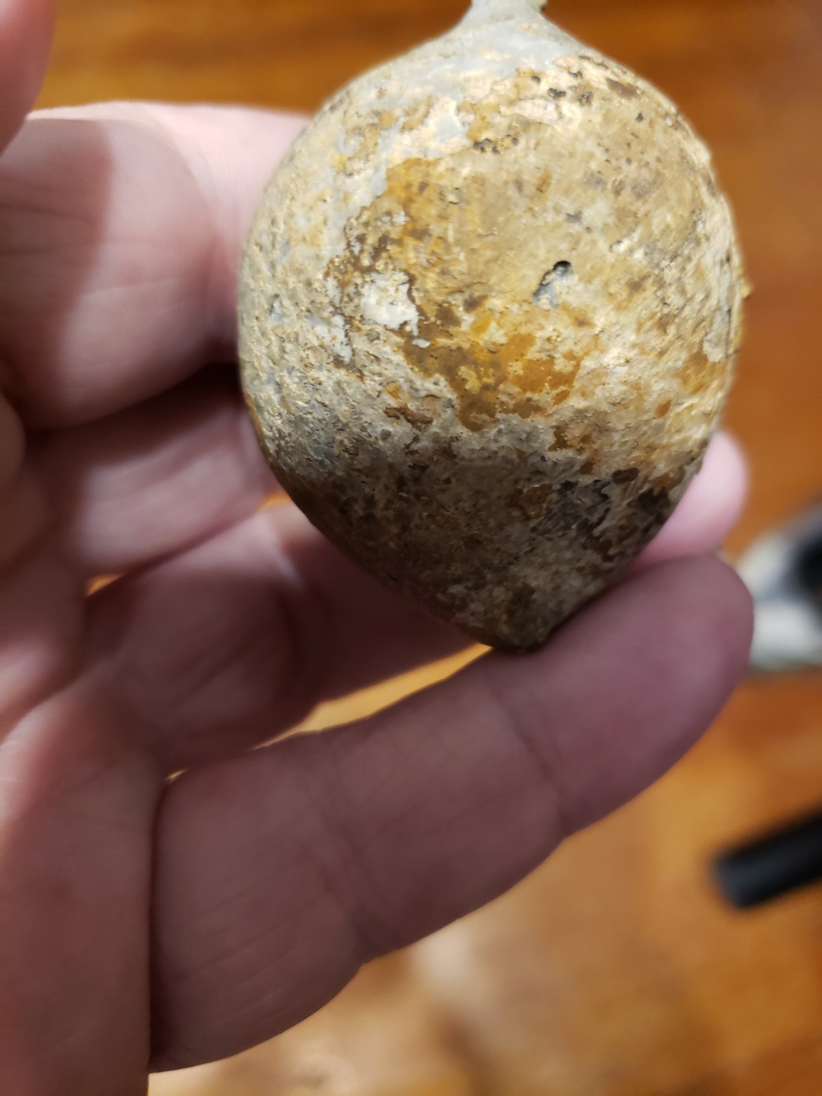 Huge Museum FOSSIL Cystoid Echinosphaerites aurantium 2.25"! Crinoid Trilobite !