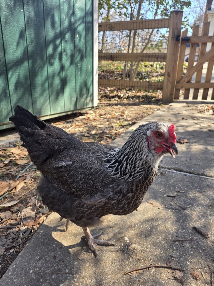 Hatching Eggs Barnyard Mix 12+ eggs - NPIP Certified PT/AI Clean Flock