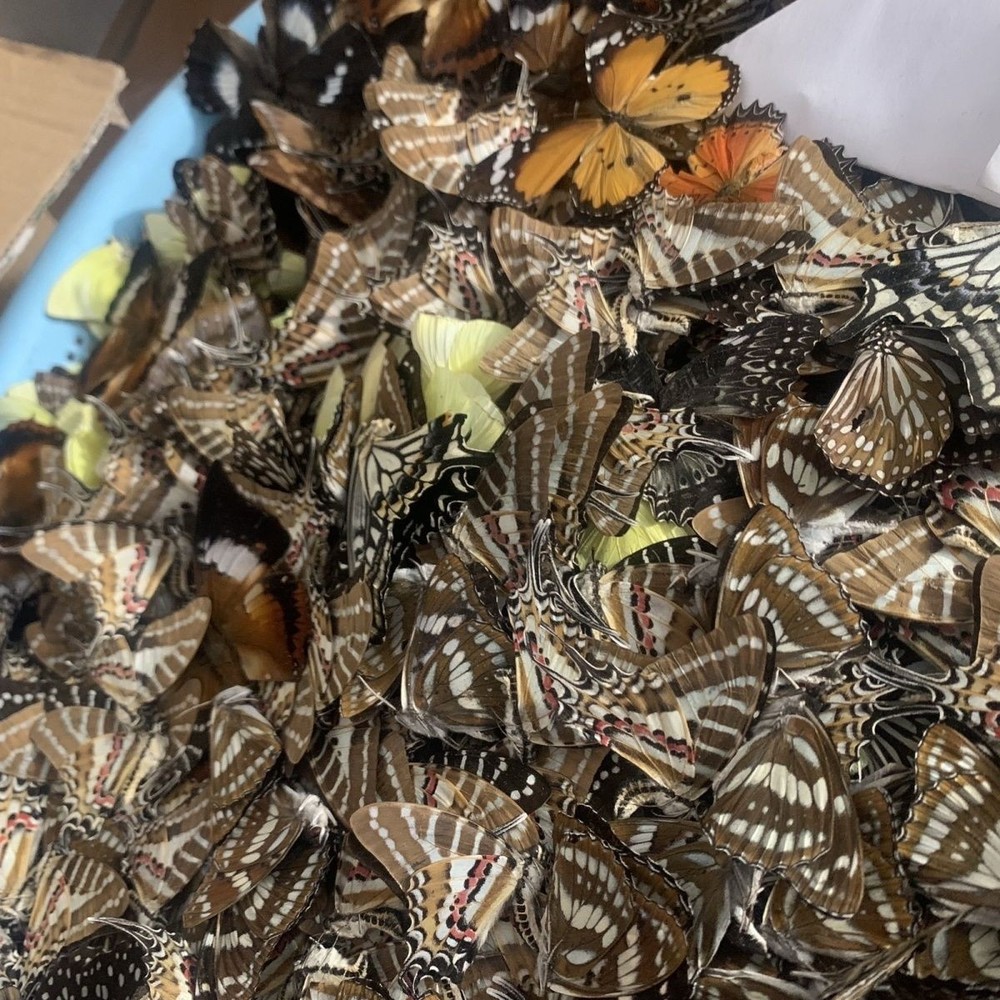 10 Assorted Unspread Butterfly Specimens Blind Box DIY Craft Pack