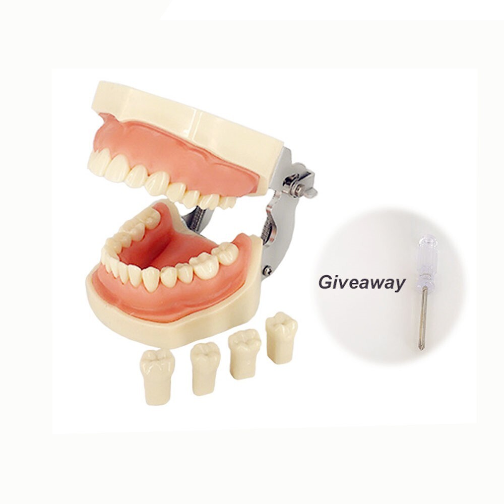 Dental Typodont Practice Study Standard Teeth Model 28 Pcs Removable Teeth M7008