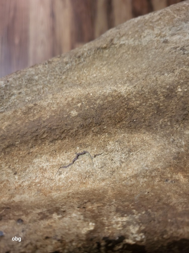 Historic Bison SHOULDER BLADE scapula Holocene era