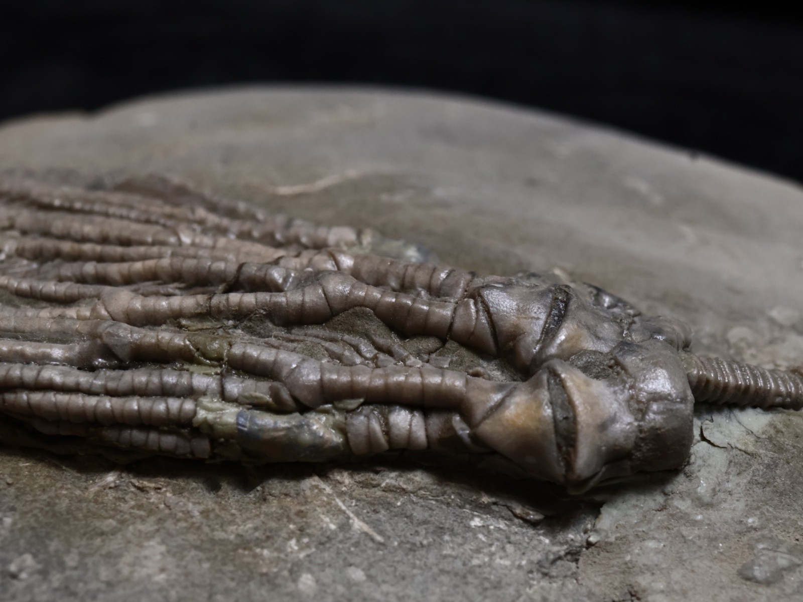 Big Abrotocrinus unicus Fossil Crinoid, Crawfordsville, Indiana