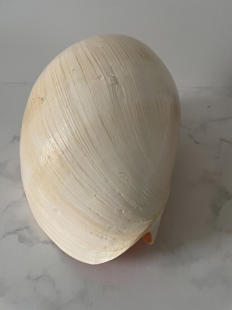 Crowned Baler Melon Shells Set of 2
