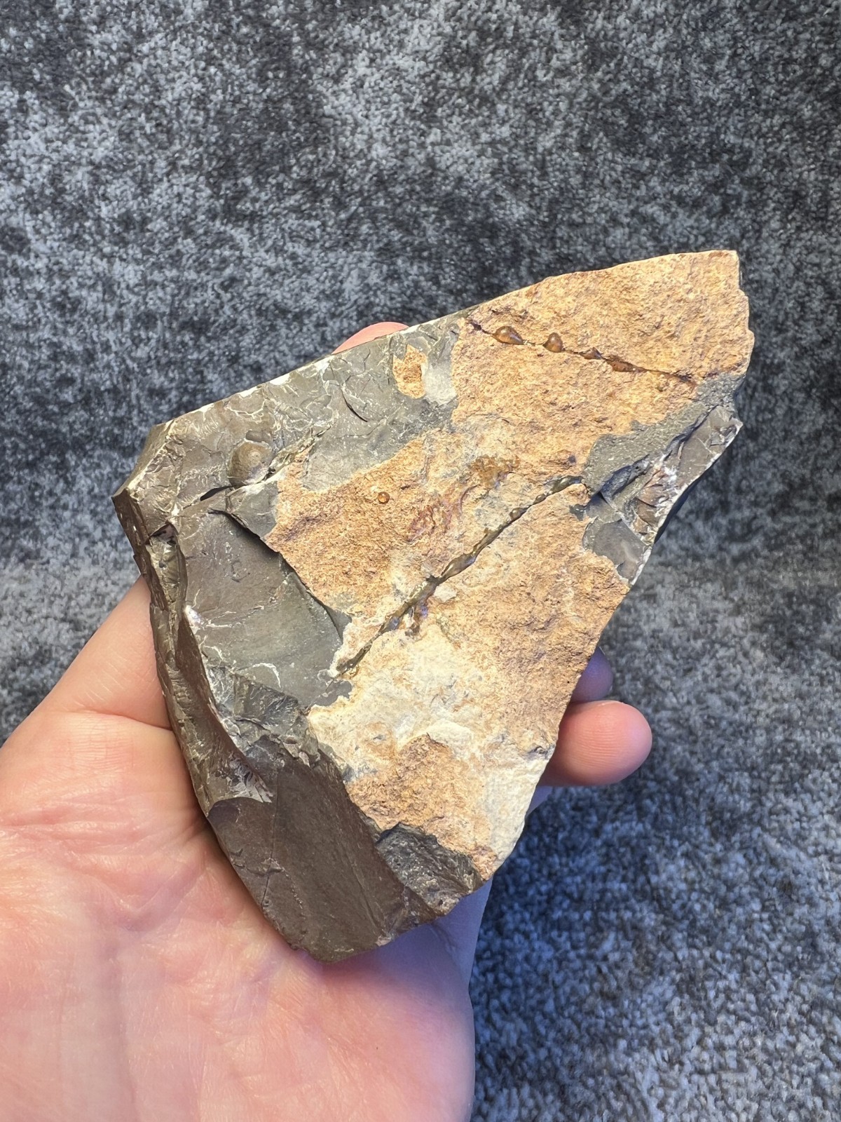 Austerops Trilobite Fossil Mortality Plate – Multiple Trilobites, Jorf