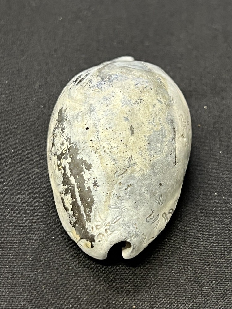 EXTINCT Fossilized COWRIE Shell From Central Florida - Pliocene Era.