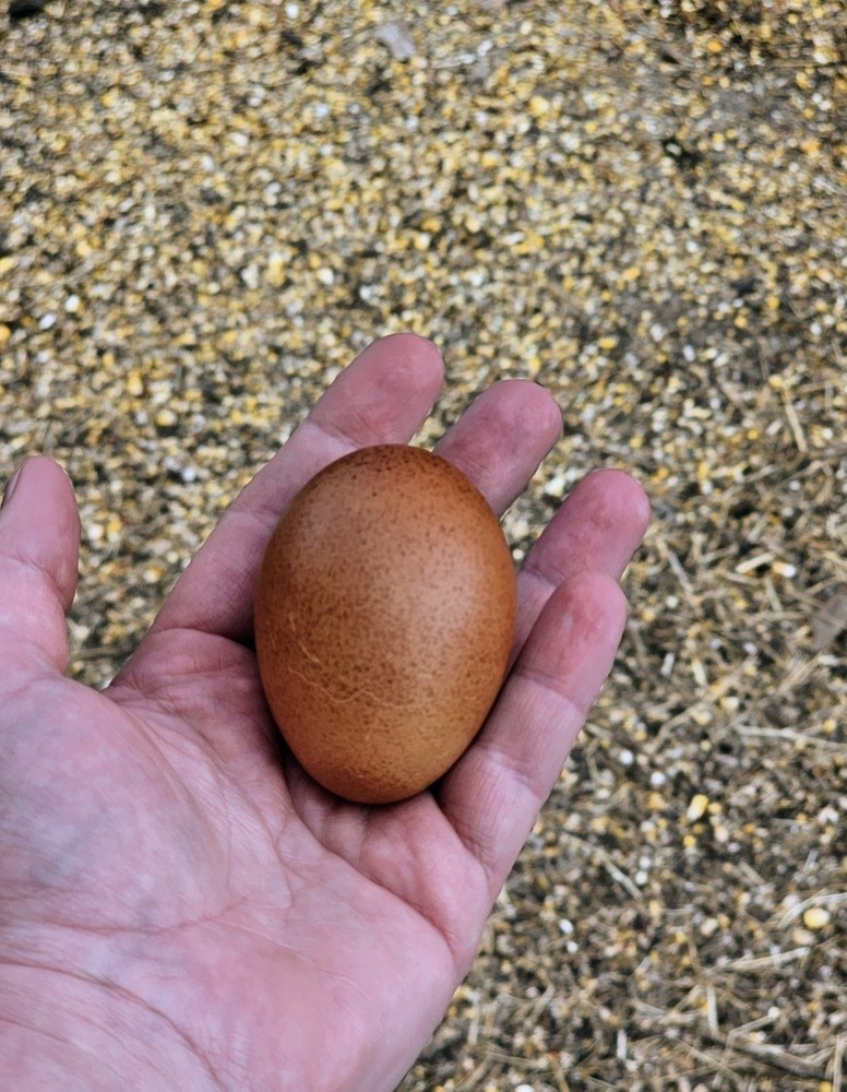 Hatching Maran Eggs 6+ (Splash,blue And Black Copper)