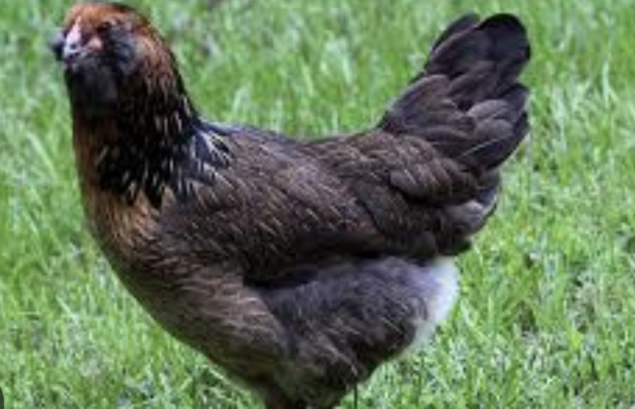 12 Beautiful Multi- Colored Ameraucana Easter Eggers Hatching Eggs NPIP