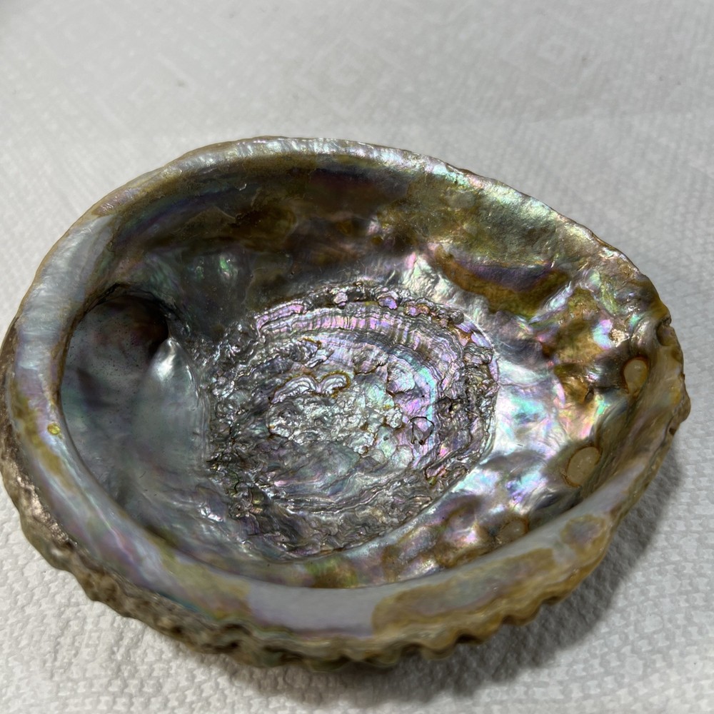 Sea Shell Trinket Keeper Clam Shell B5