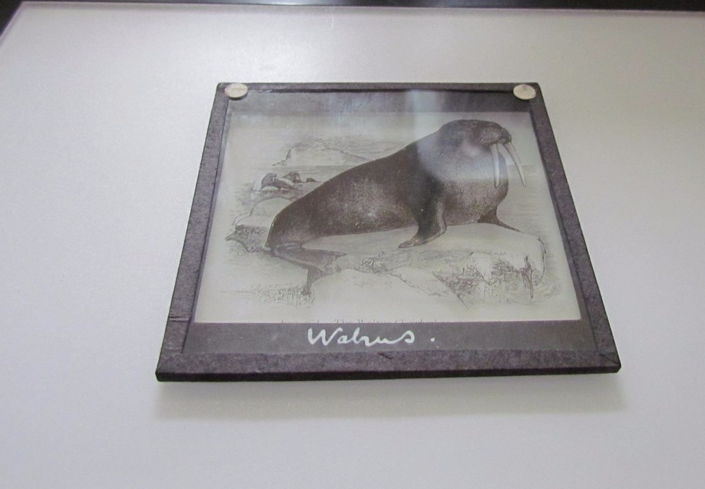 Glass Magic Lantern Slide A WALRUS C1890 DRAWING