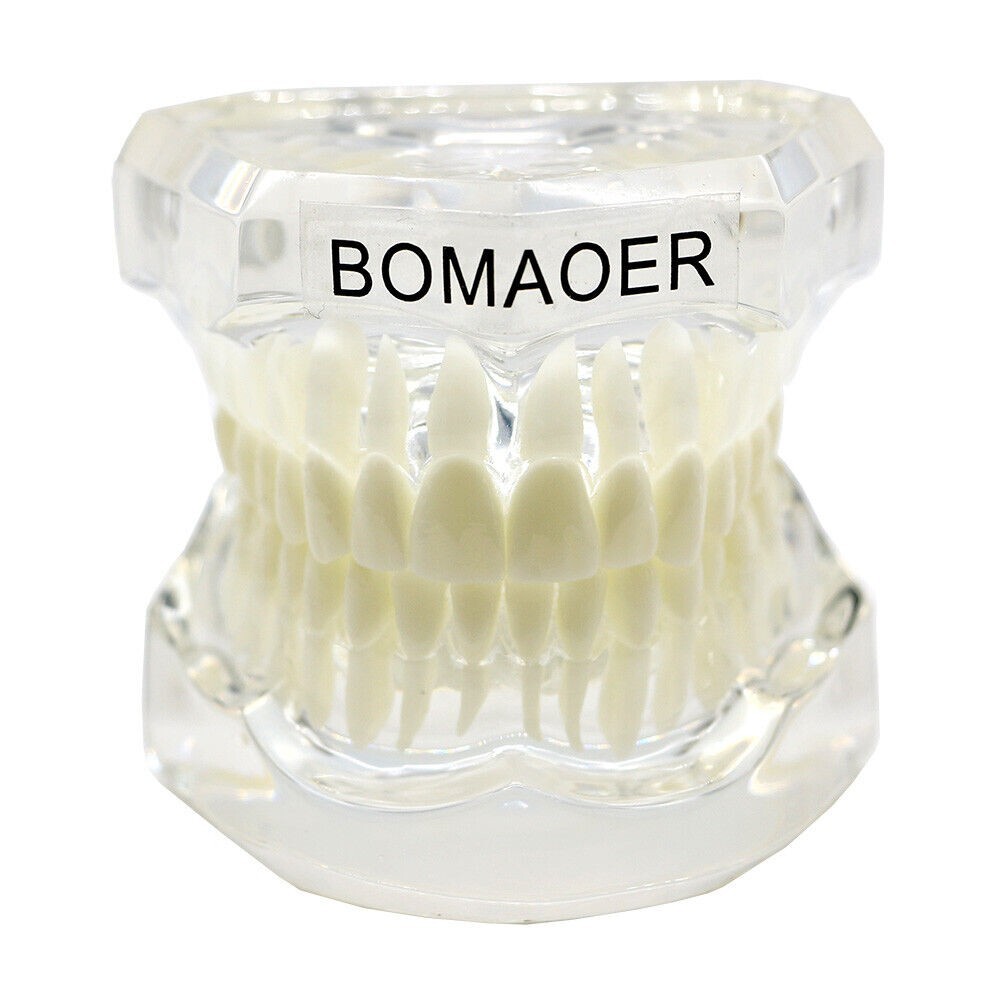 1×Transparent Plastic Study Teeth Model Demonstrate Comprehensive Repair Yellow