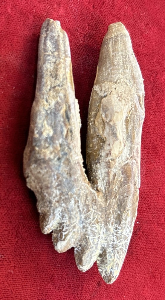 2 5/8” Basilosaurus Tooth 40-34 Mil Yrs Old Late Eocene