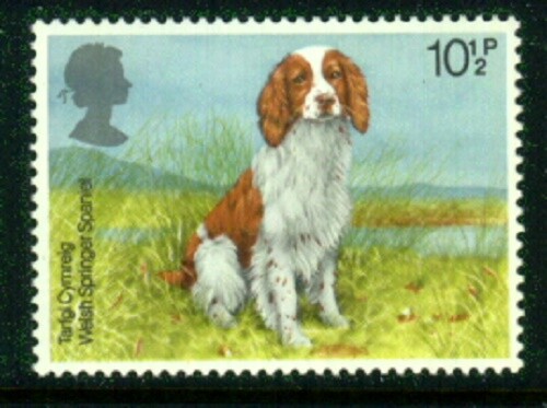 GREAT BRITAIN Dogs  WELSH SPRINGER SPANIEL