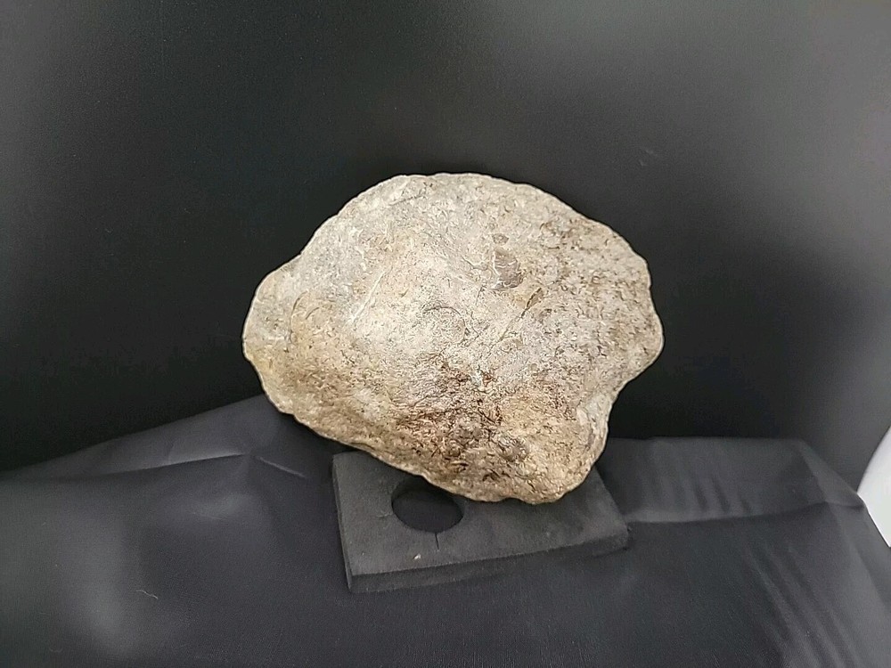 fossilized clam shell