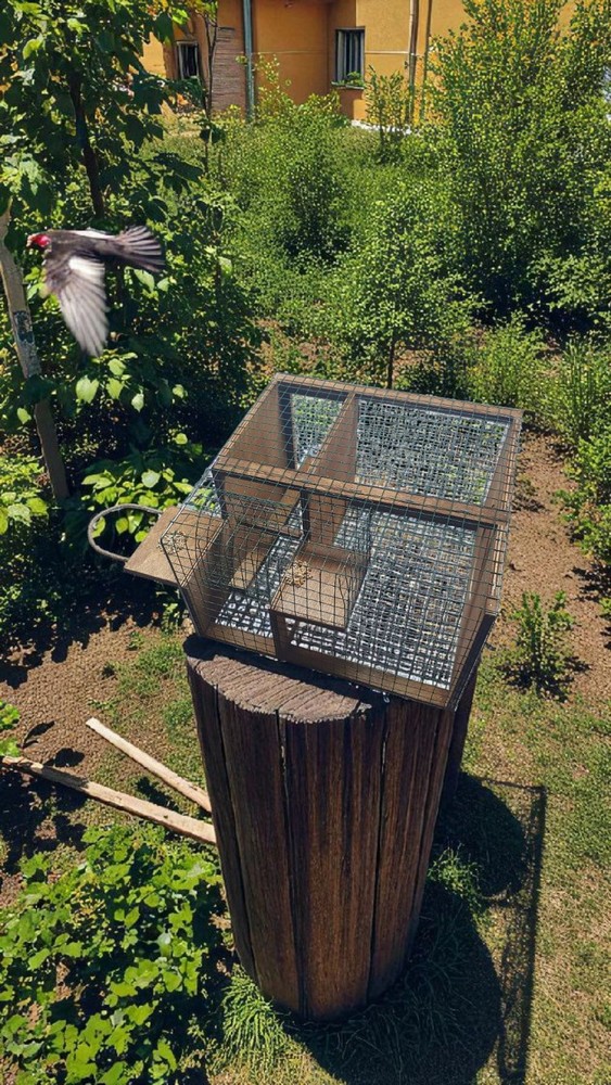 Strong Model Sparrow Bird Trap. Non Stop Condition. Elevator Type Trap Bird Live