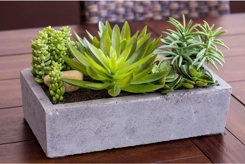 Succulent Garden with Concrete Planter
