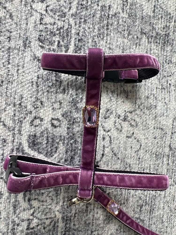 tiny dog harness with a leash