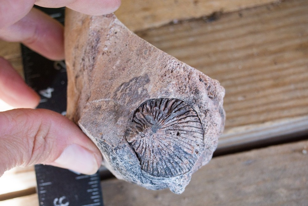NE Oklahoma Fossil