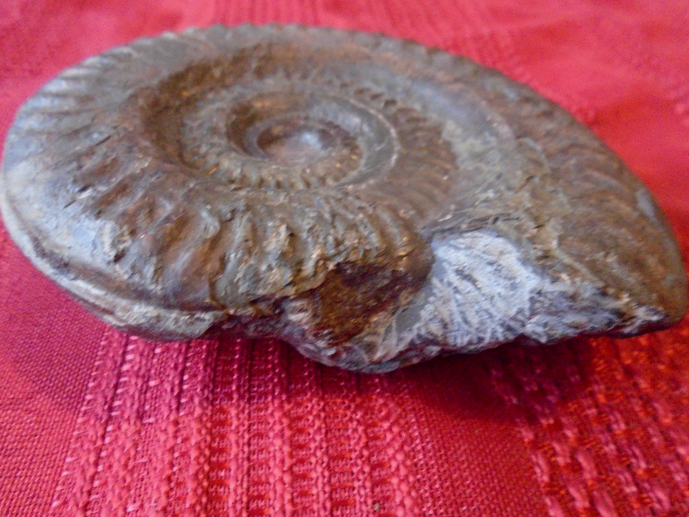 Vintage Fossil