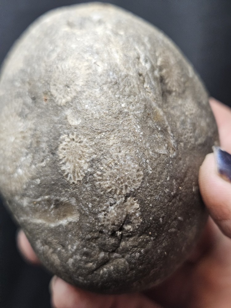 Fossilized Shell Concretion Specimen (14.8oz)