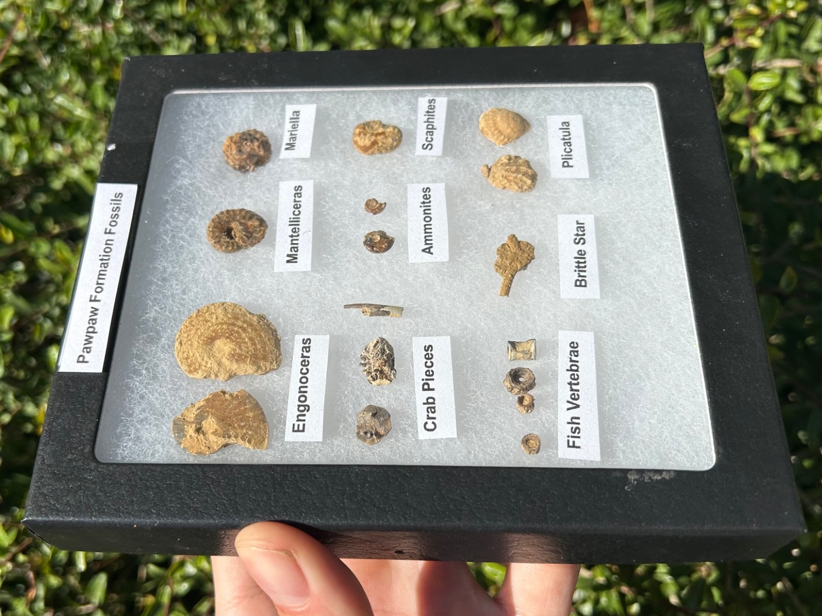 Pawpaw Formation Fossils Collection Starfish Ammonites Crabs Scaphites etc