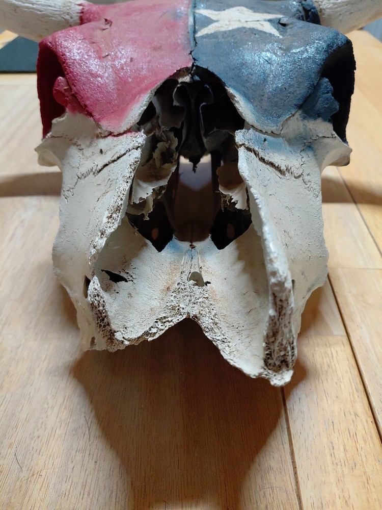 bull skull with Texas Flag
