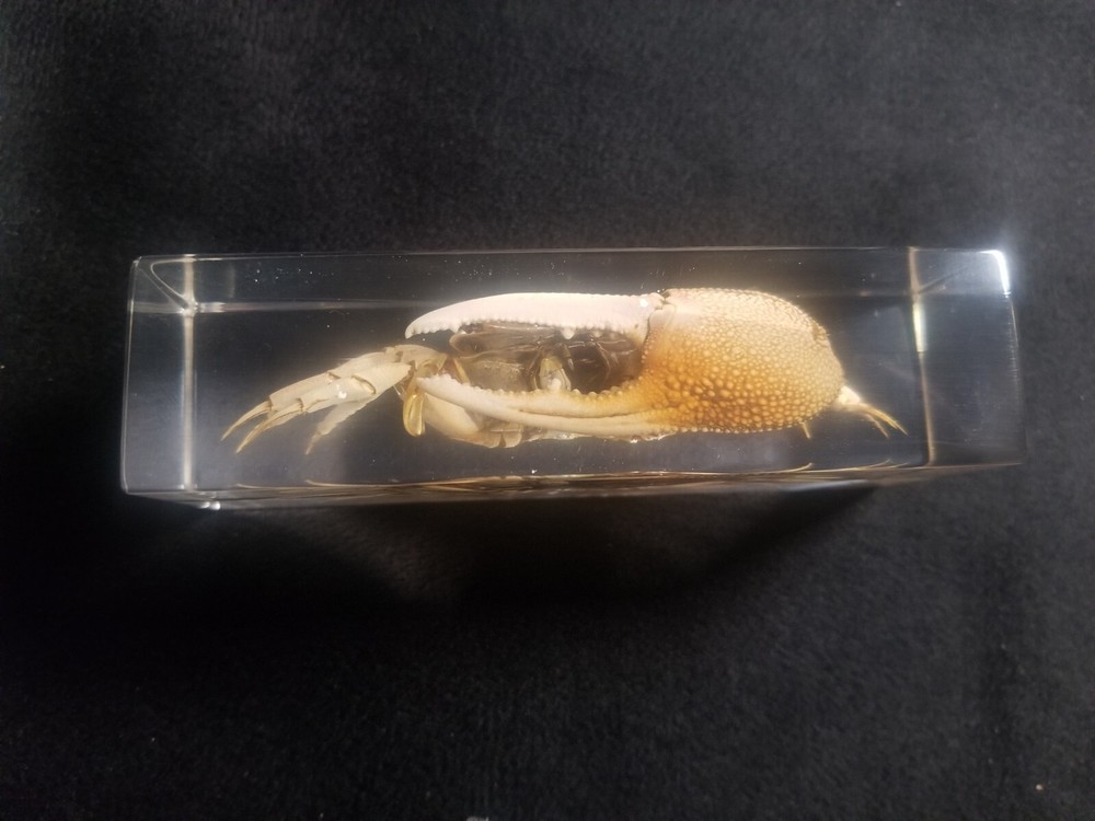 Fiddler Crab