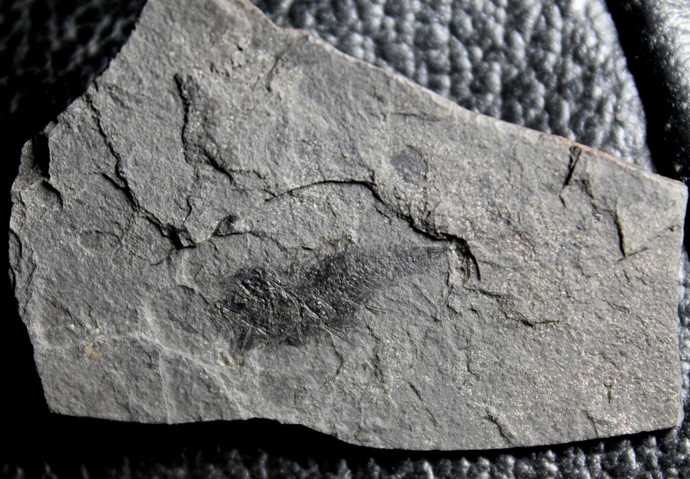 Properca sp - Oligocene fossil fish.