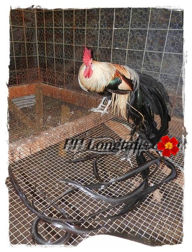 6+ Golden Phoenix longtail Chicken hatching eggs SHOW QUALITY