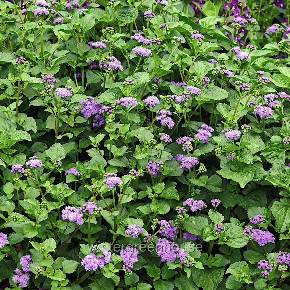 Ageratum, Monarch Magic, Flossflower, Container Size: 4.5"