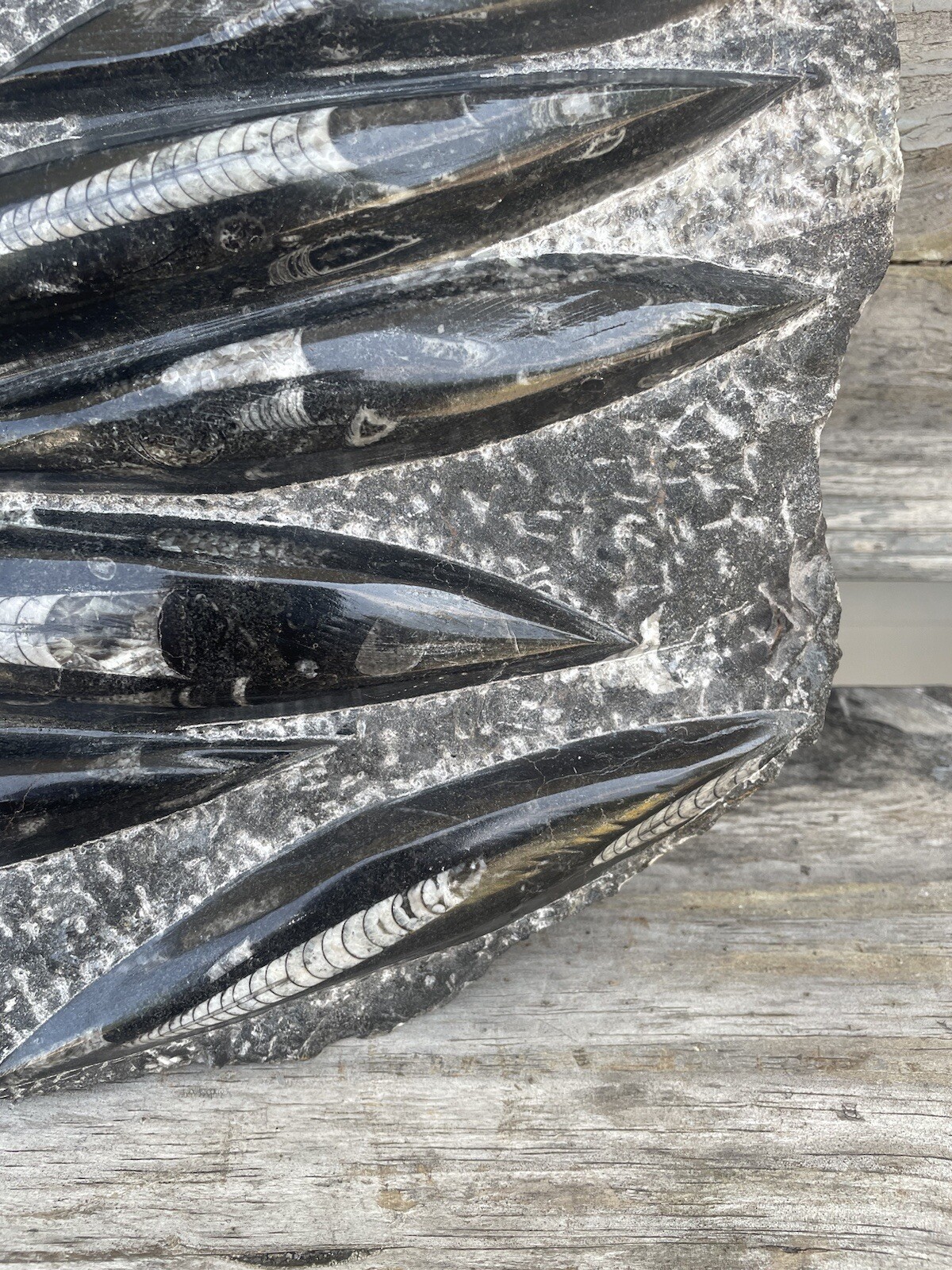 Polished Orthoceras Fossil Black Stone Slab Beautiful ❤️❤️❤️