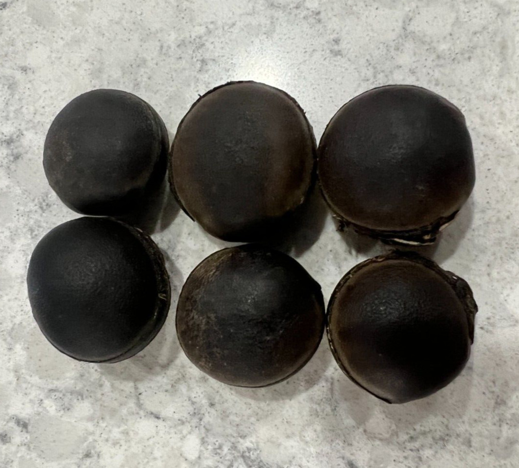 6 bulls eye seed, religion ifa, 6 semilla de Ojo de Buey, santeria, protection