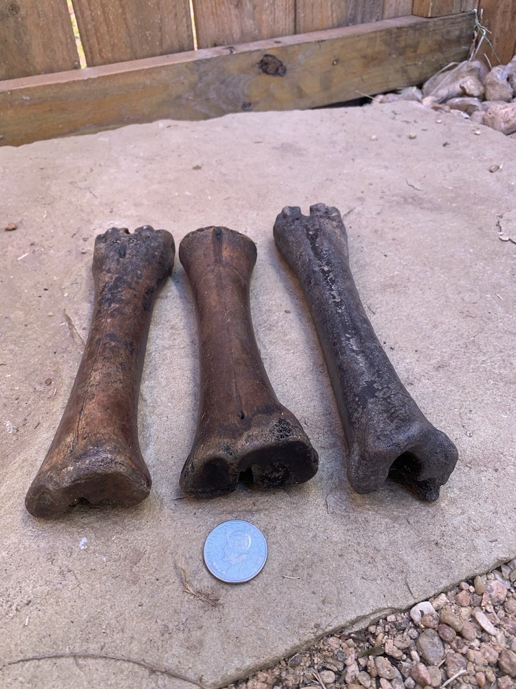 Fossilized, Bison, Bones