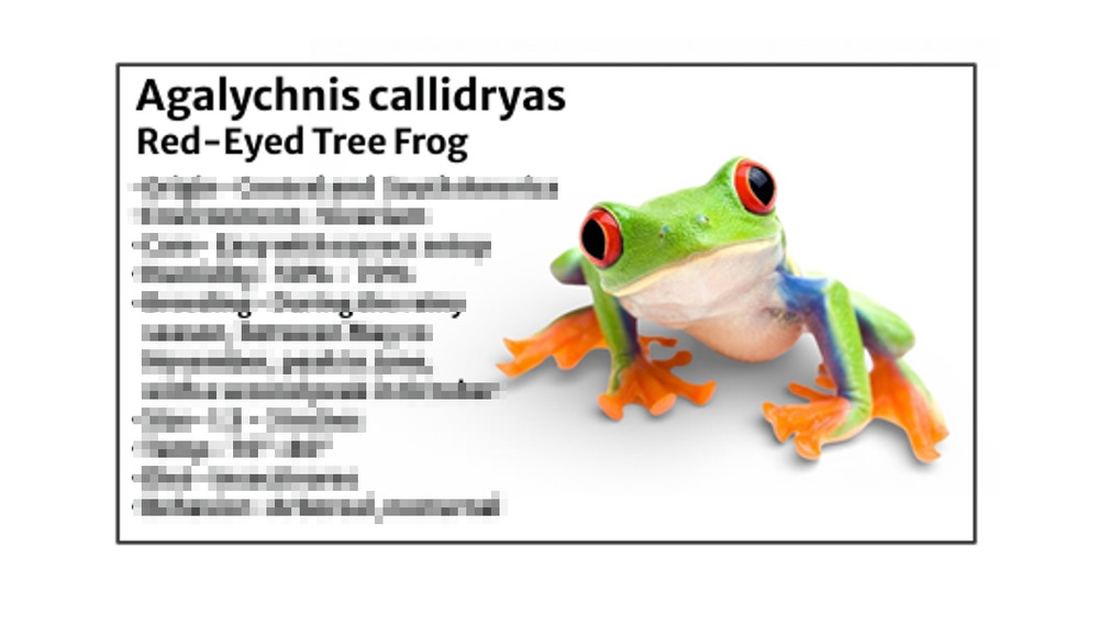 Tree Frog - Species Tank Identification Cards Waterproof Laminated