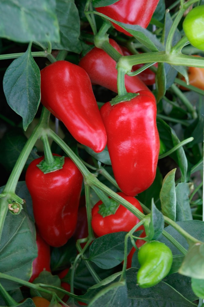Ruby Delite Snacking Pepper: 20 Seeds