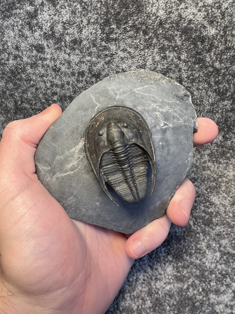 Harpes aff. perradiatus Trilobite Fossil – Collector Specimen