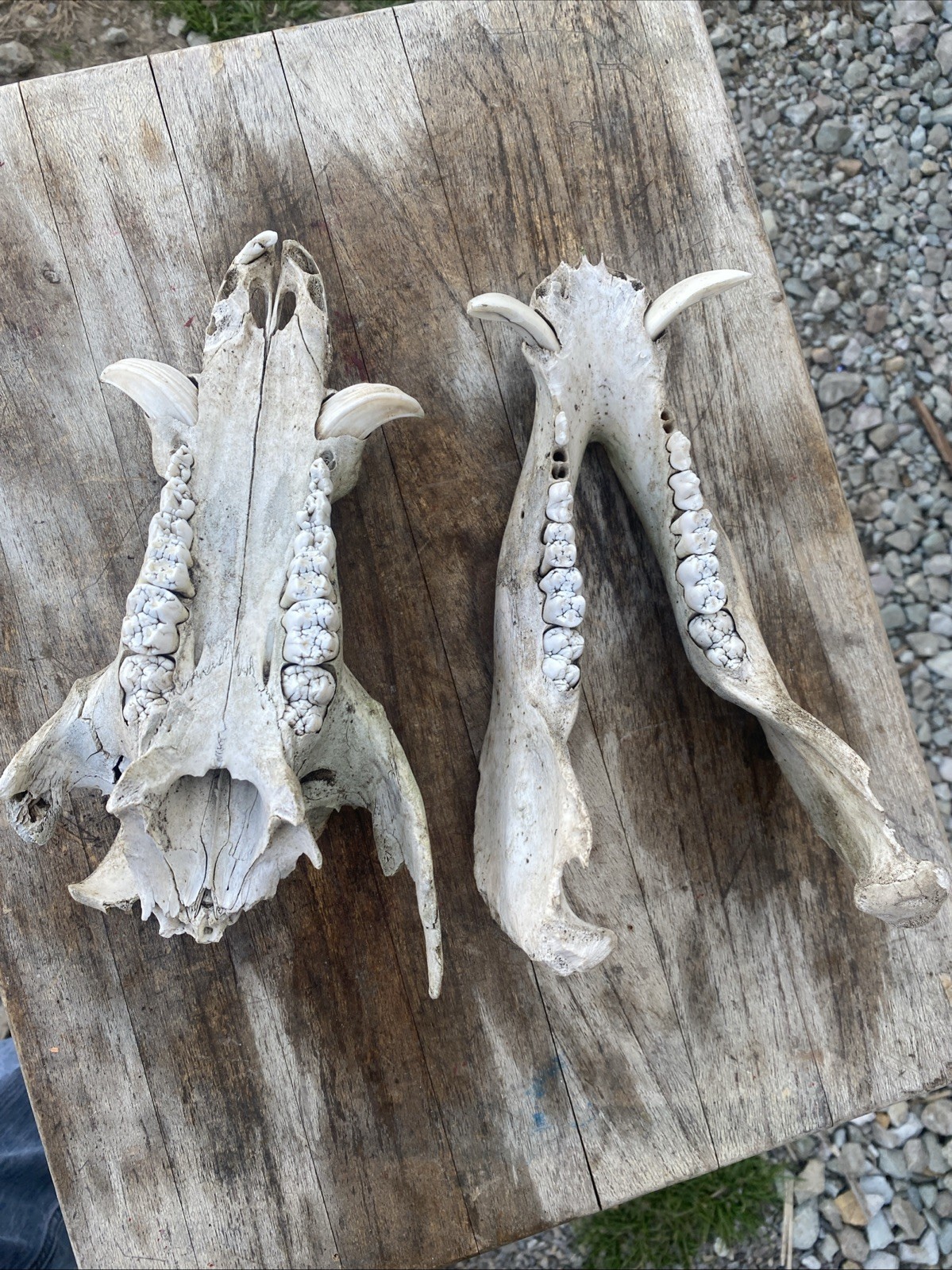 Wild Boar Full Skull Feral Hog Pig Tusk Cabin Decor Taxidermy Teeth