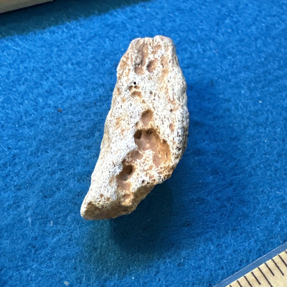 Spinosaurus Extinct Dinosaur Bone Fossil in Display Case
