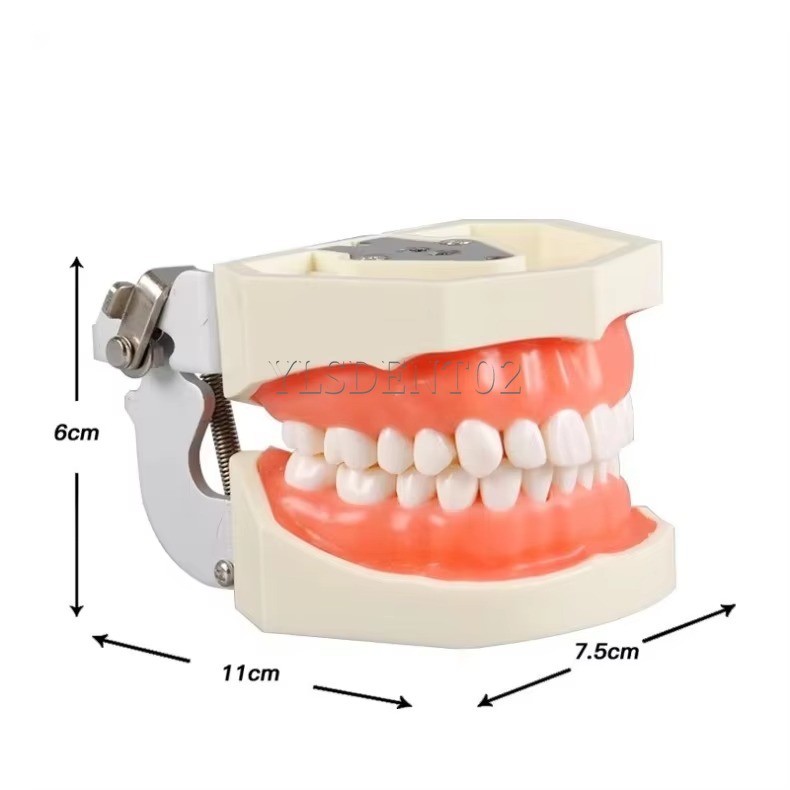 Standard Tooth Model Clinic Use High Quality Human Teeth Teaching Model