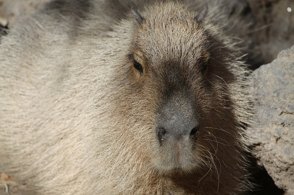 Capybara Taxidermy Reference Photo Cd