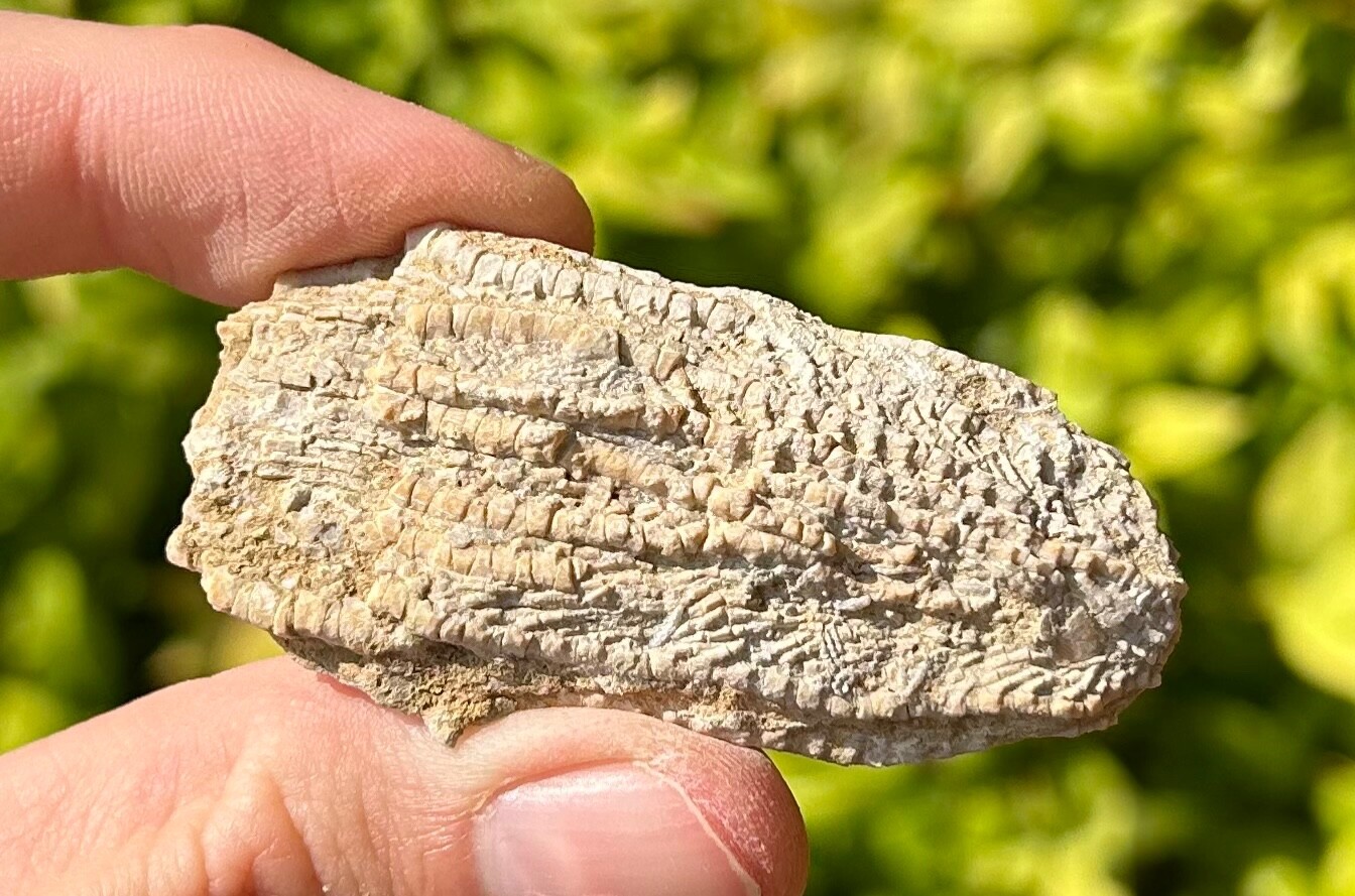 Alabama Fossil Crinoid Aphelecrinus randolphensis Bangor Limestone Formation
